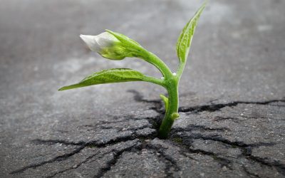 AS “Siguldas Būvmeistars” Vides vadība