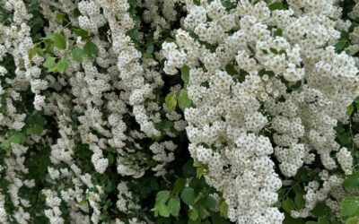 Cienījamie klienti un sadarbības partneri! Vēlamies Jūs informēt par mūsu uzņēmuma darba laikiem svētku dienās!